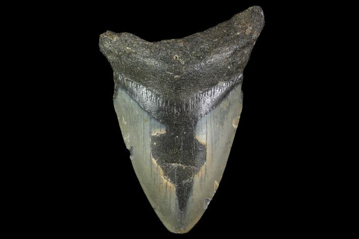 Bargain, Fossil Megalodon Tooth - North Carolina #91640